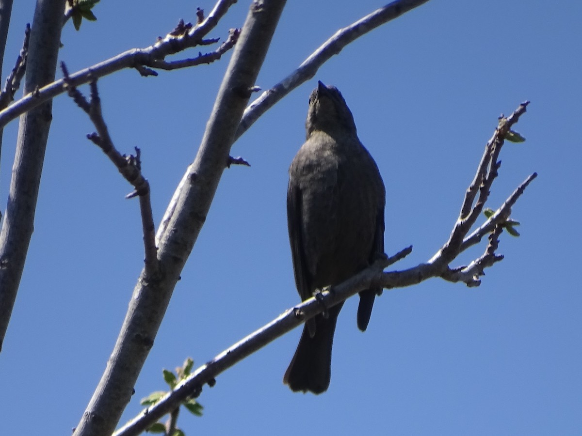 Shiny Cowbird - Mirian Del Río