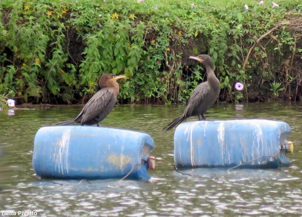 Neotropic Cormorant - ML610035845