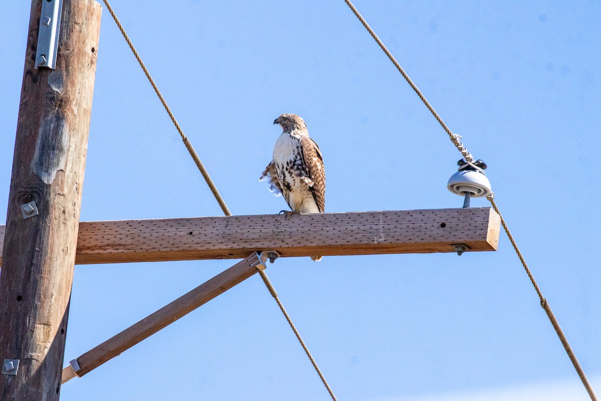 Red-tailed Hawk - ML610035849