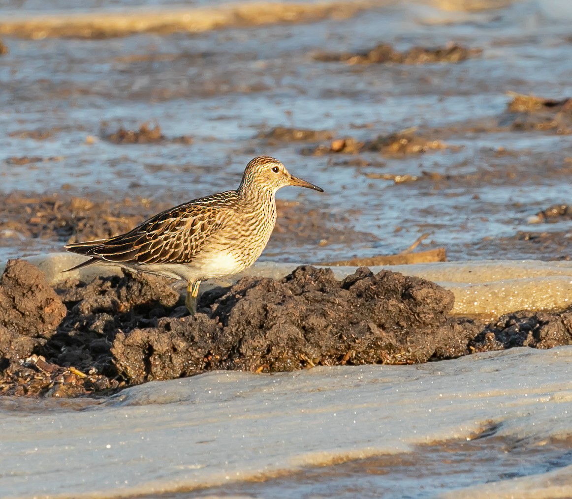 Bécasseau à poitrine cendrée - ML610035872