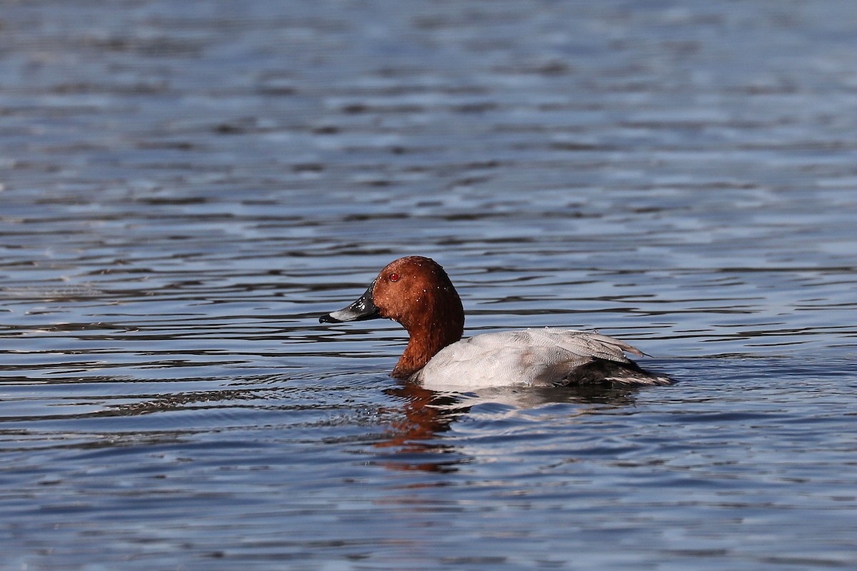 Common Pochard - ML610035888