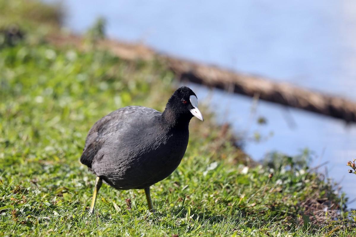 Eurasian Coot - ML610035891