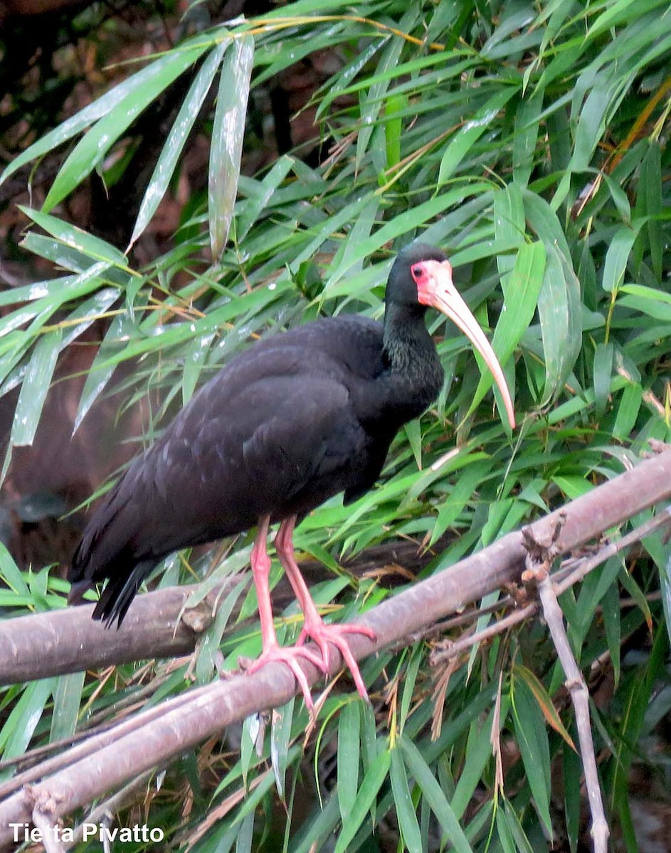 ibis tmavý - ML610035893