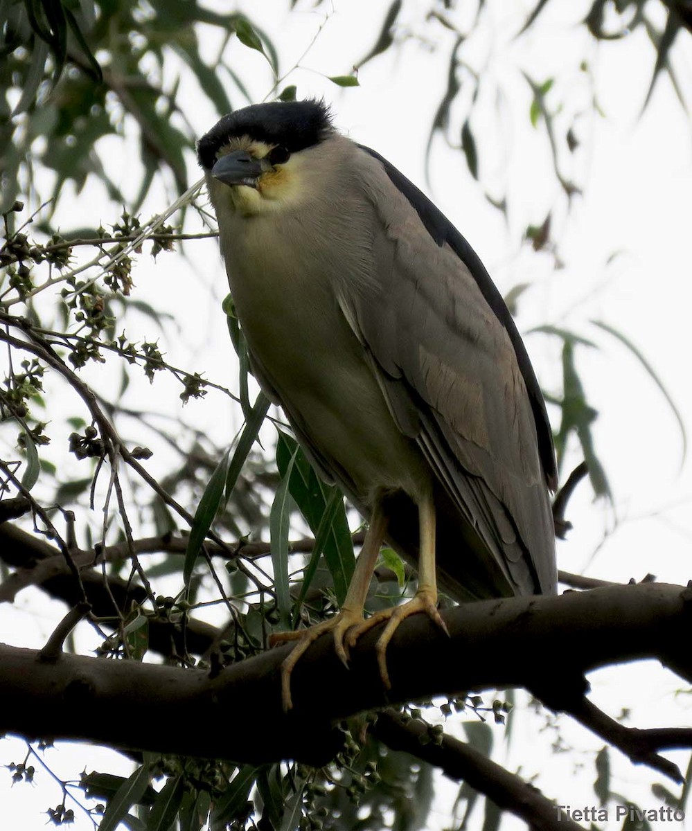 Black-crowned Night Heron - ML610035918