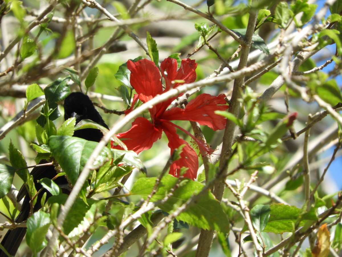 White-lined Tanager - Silvia Enggist