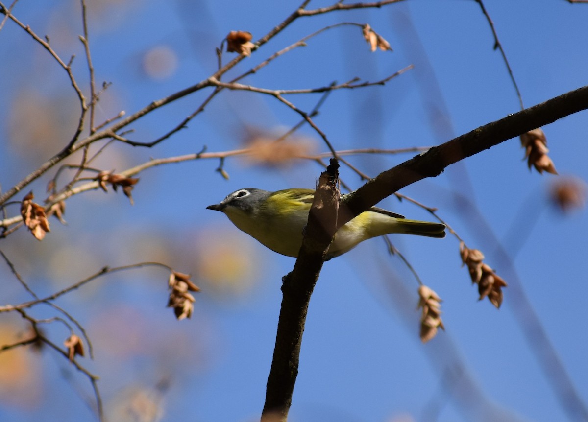 Blue-headed Vireo - ML610035958