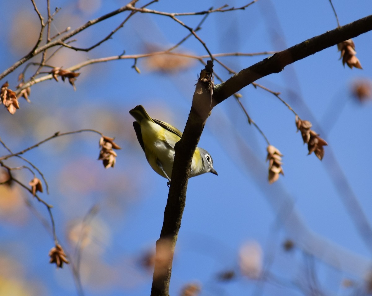 Blue-headed Vireo - ML610035959