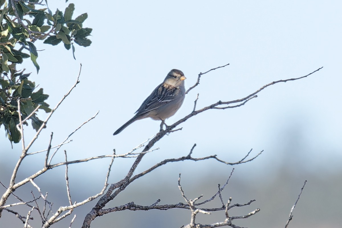 White-crowned Sparrow (Gambel's) - Bob Walker