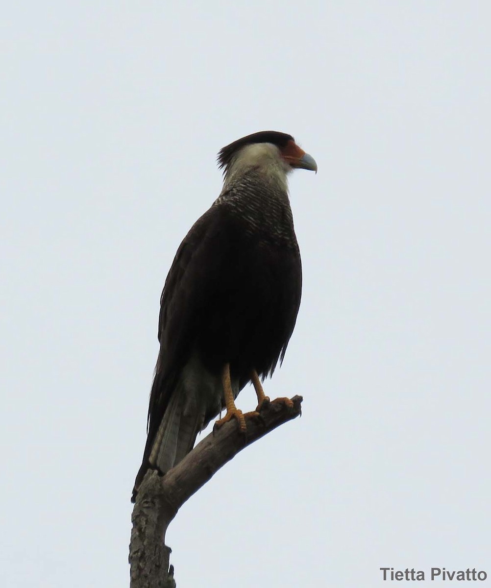 Crested Caracara (Southern) - ML610035965