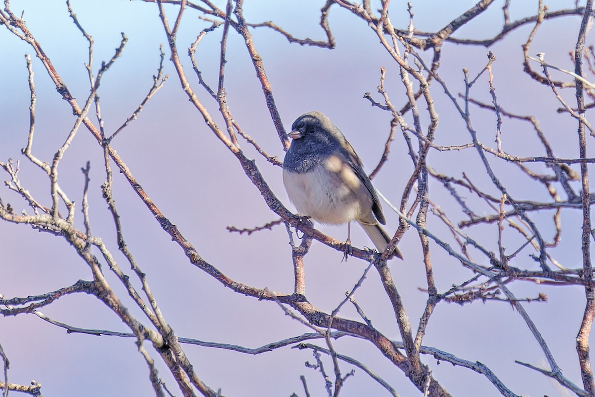 Junco Ojioscuro (grupo oreganus) - ML610035967