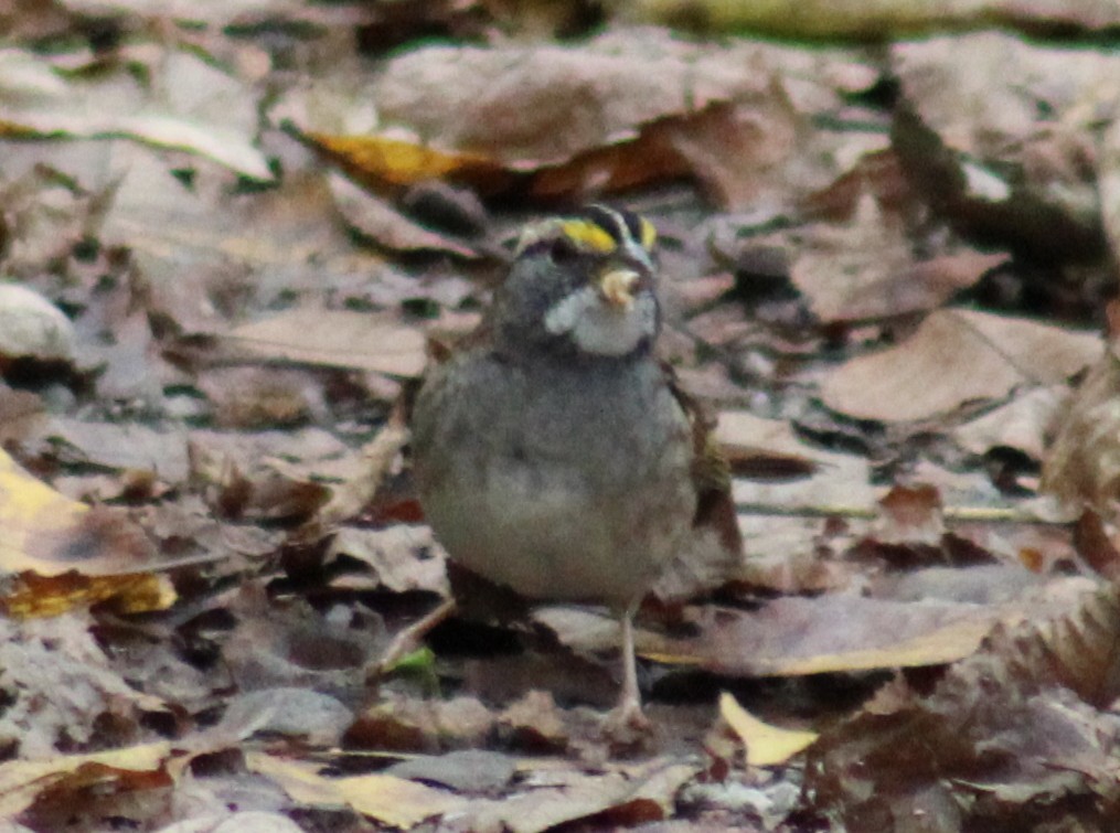 White-throated Sparrow - ML610035997