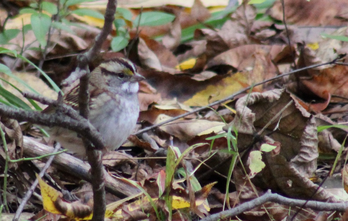 White-throated Sparrow - ML610035998