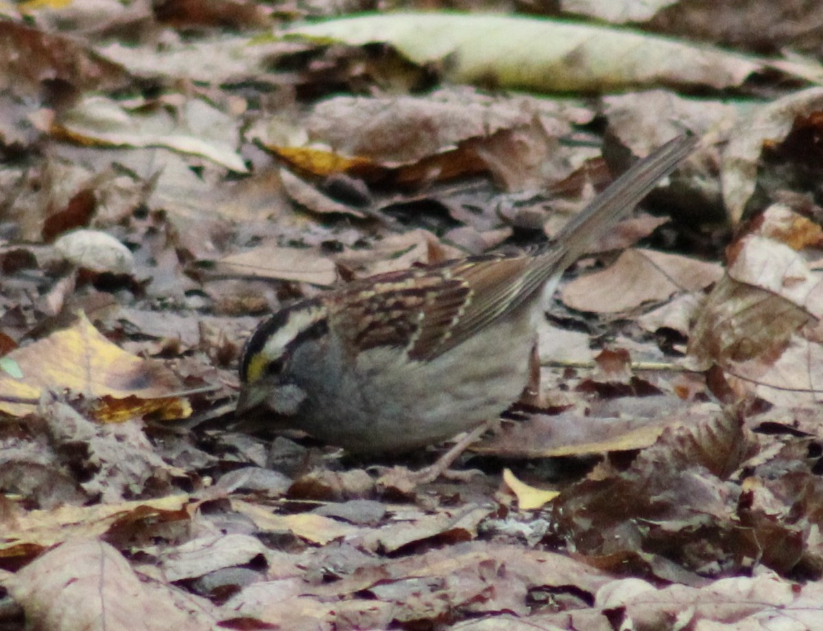 White-throated Sparrow - ML610035999