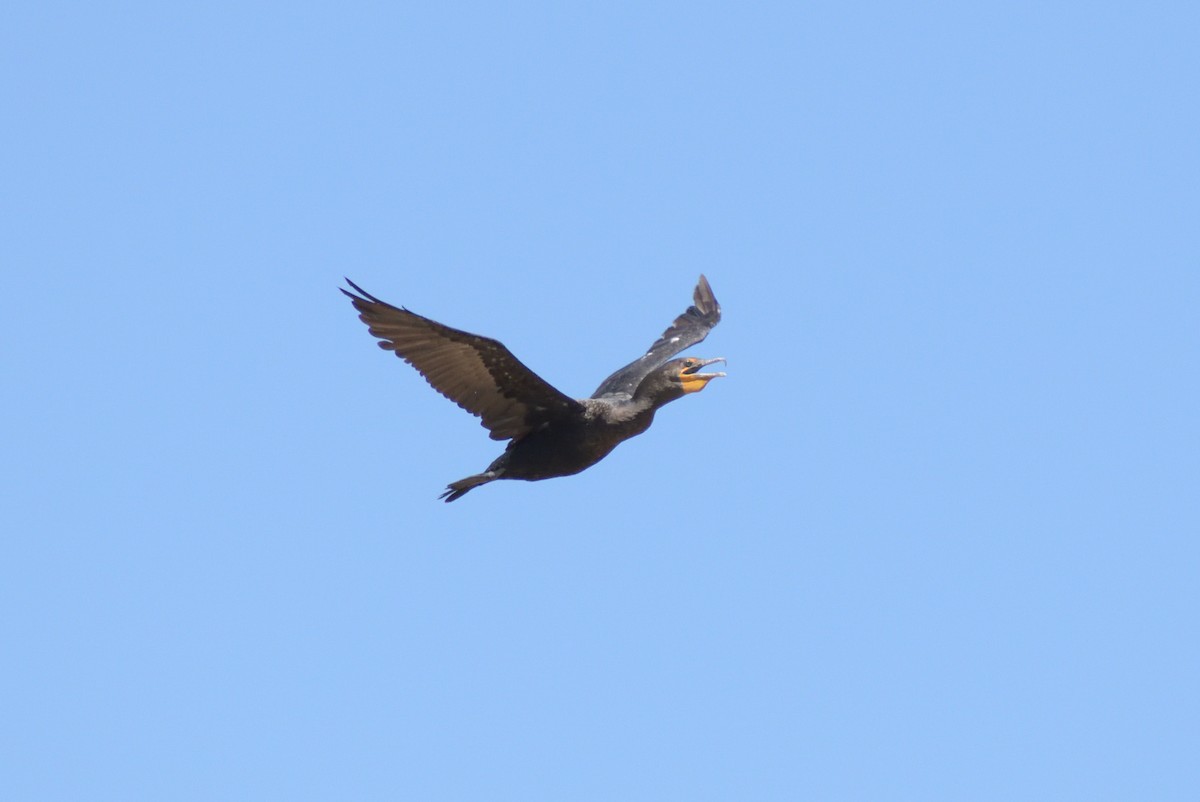 Double-crested Cormorant - Robert Tonge