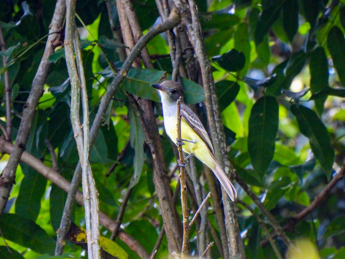 Venezuelan Flycatcher - ML610036020