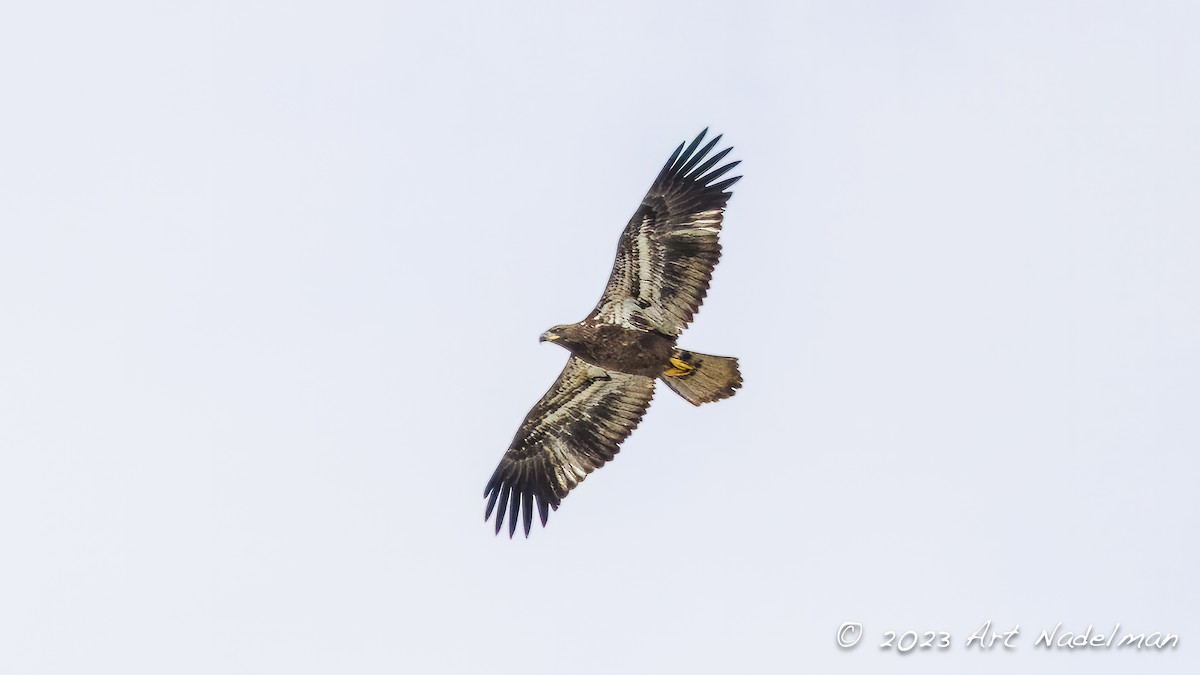 Weißkopf-Seeadler - ML610036035