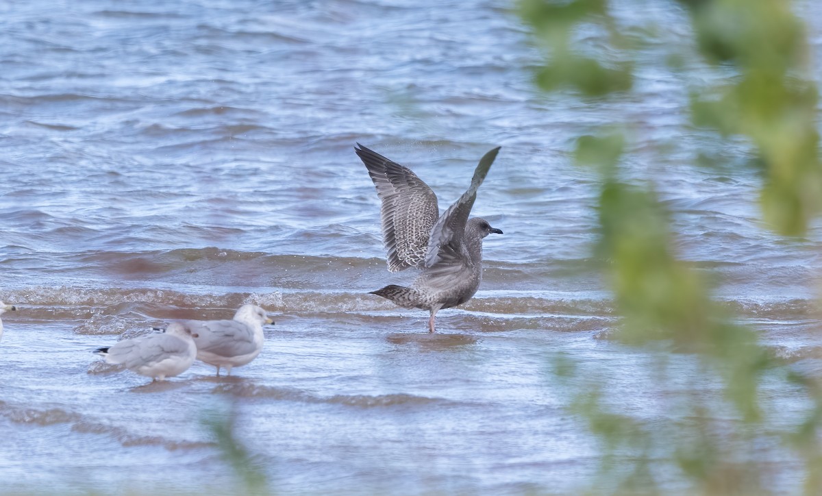 Iceland Gull (Thayer's) - Chase Moxley