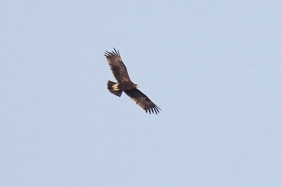 Greater Spotted Eagle - ML610036114