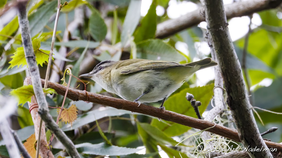 Red-eyed Vireo - Art Nadelman