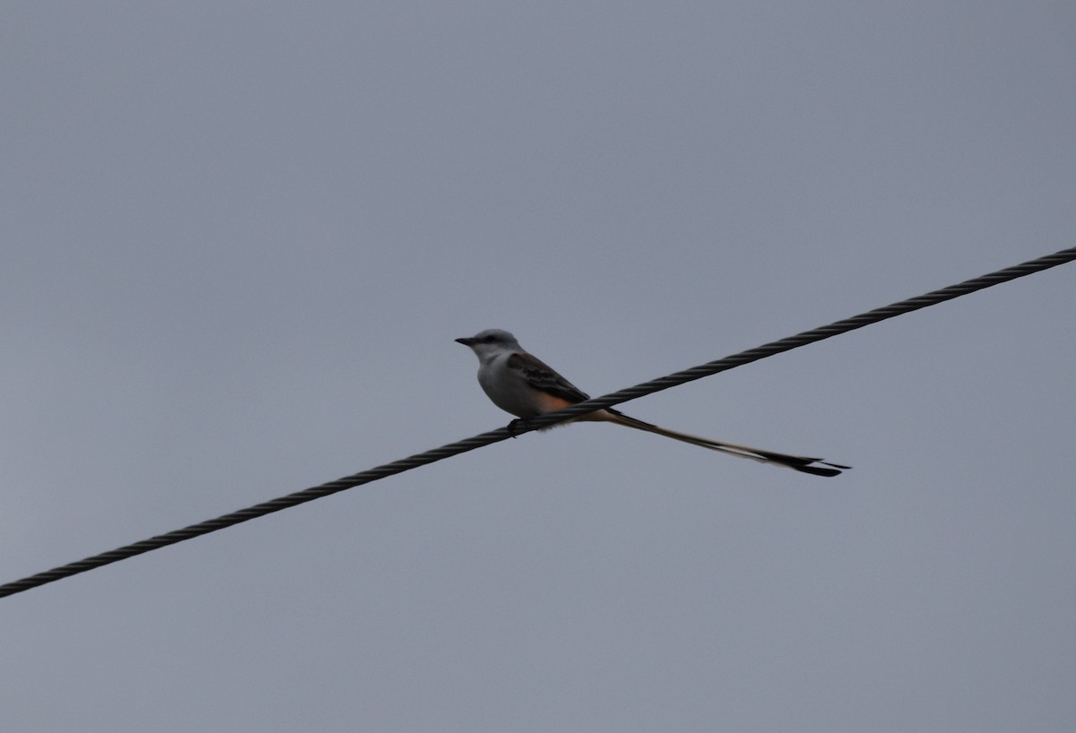 Scissor-tailed Flycatcher - ML610036136