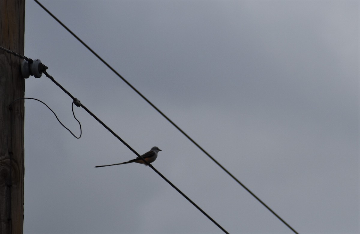 Scissor-tailed Flycatcher - ML610036142