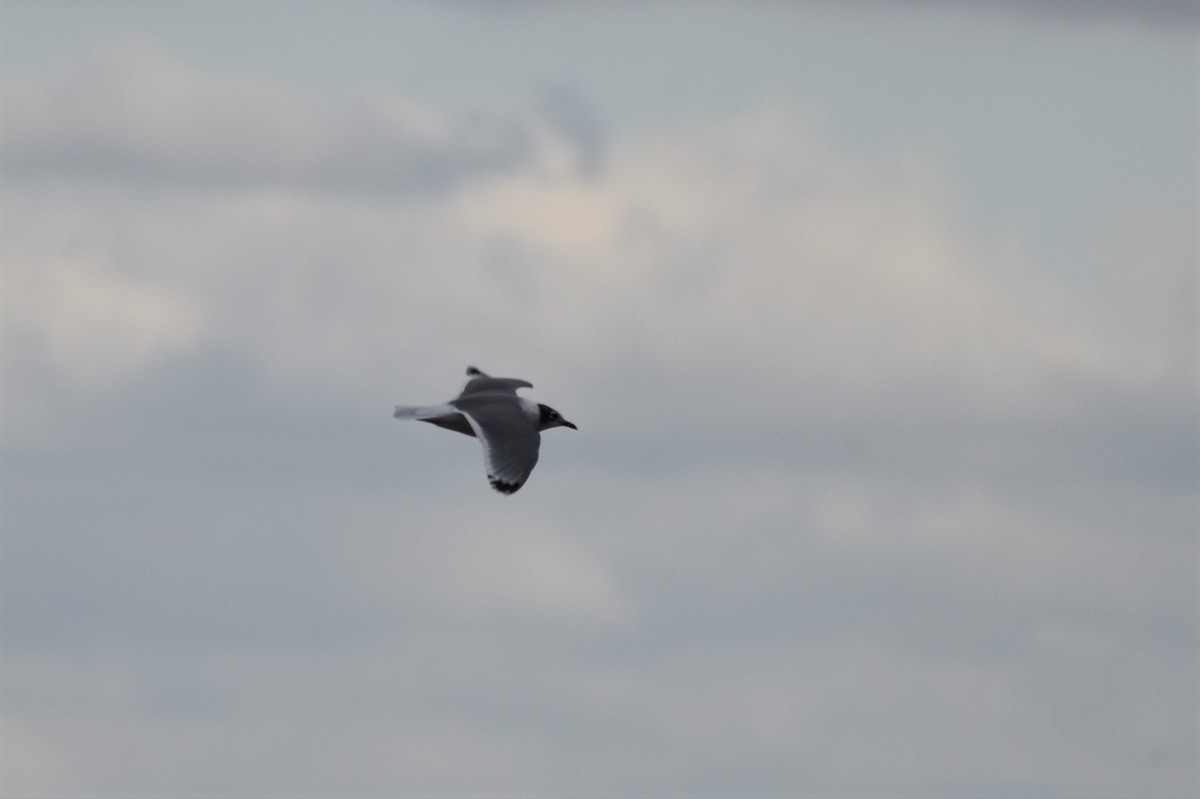 Franklin's Gull - ML610036145