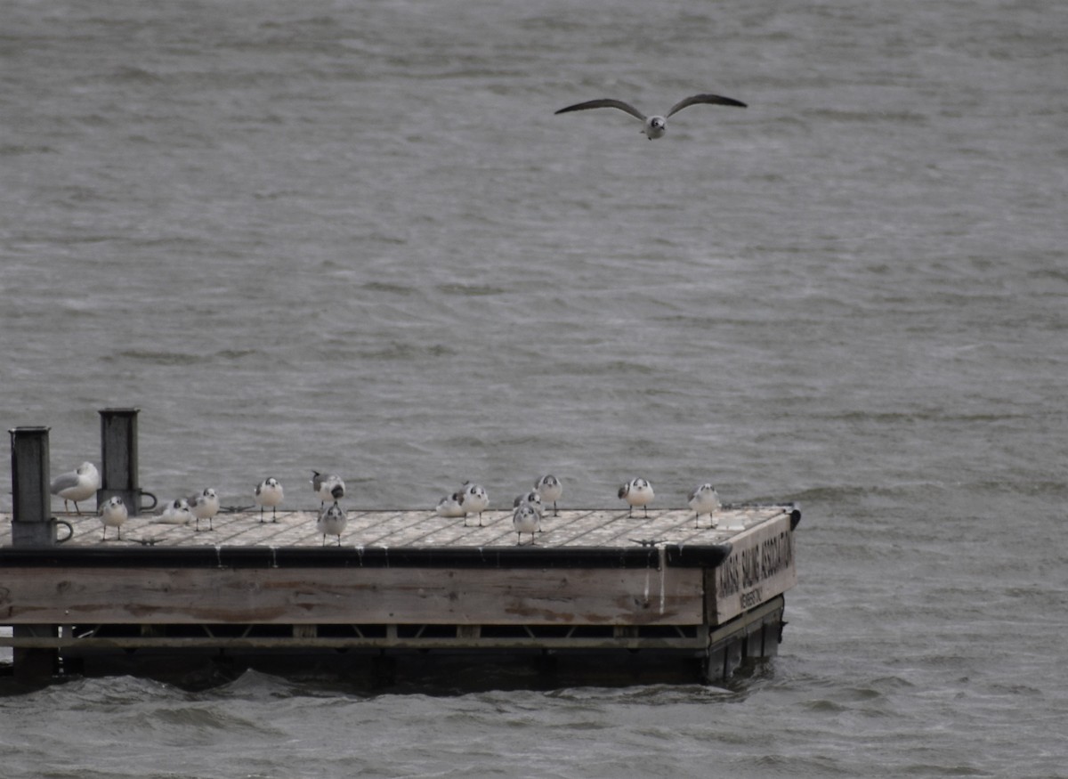 Mouette de Franklin - ML610036146