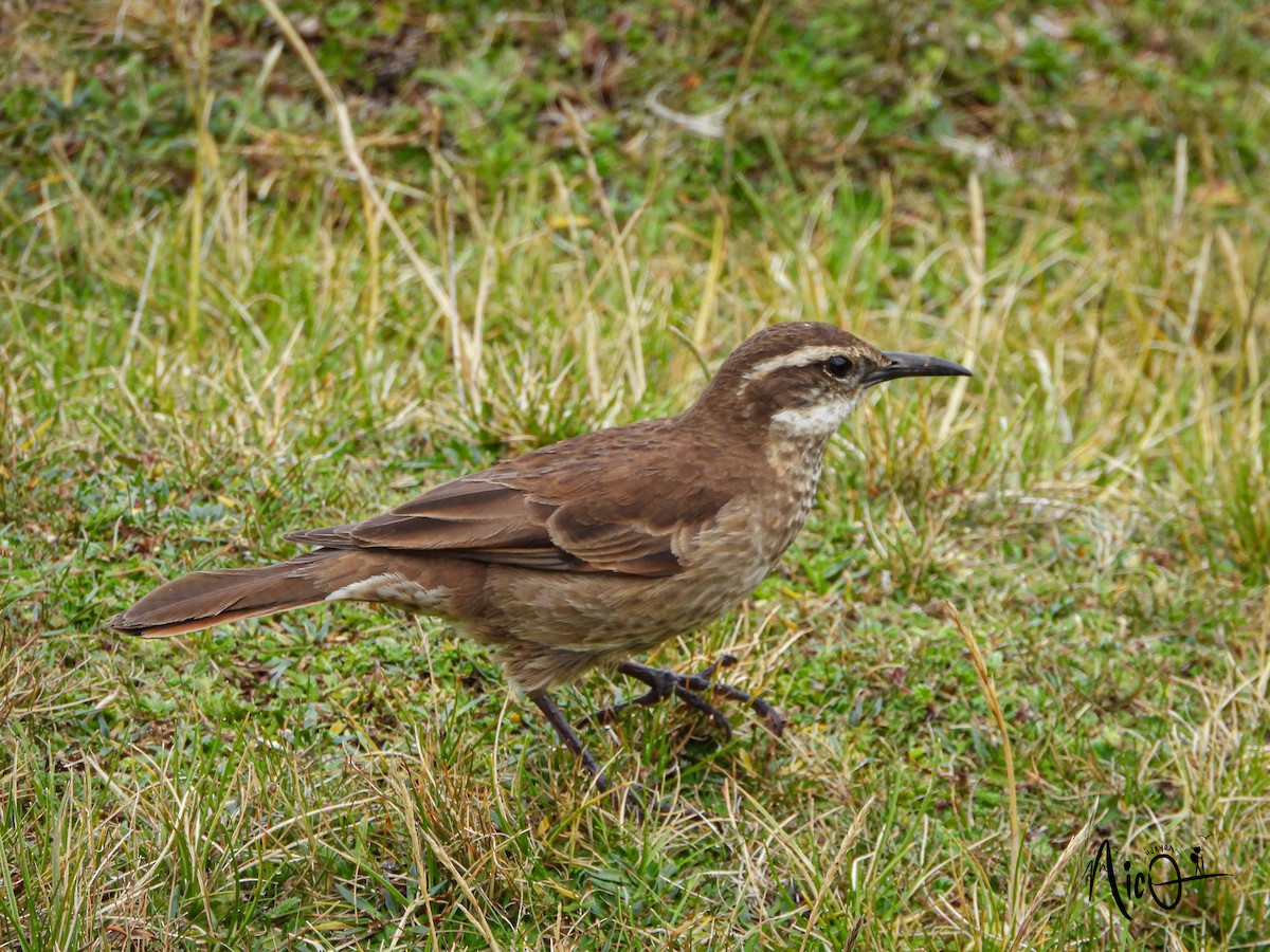 Stout-billed Cinclodes - ML610036171