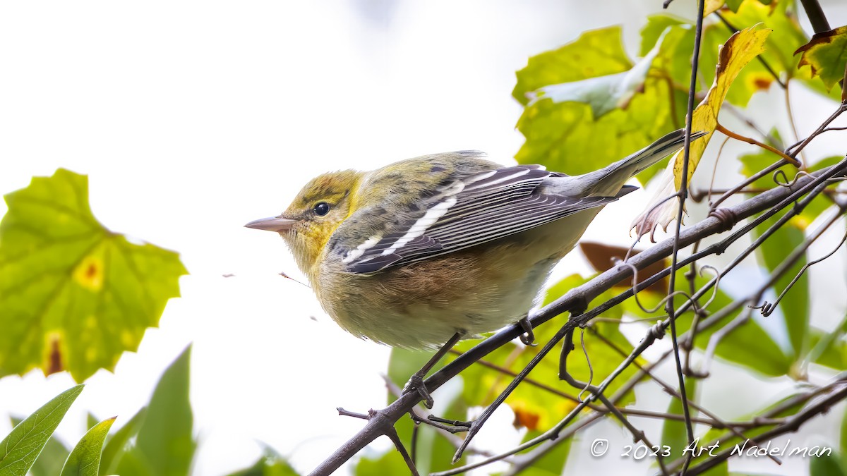 Bay-breasted Warbler - ML610036204