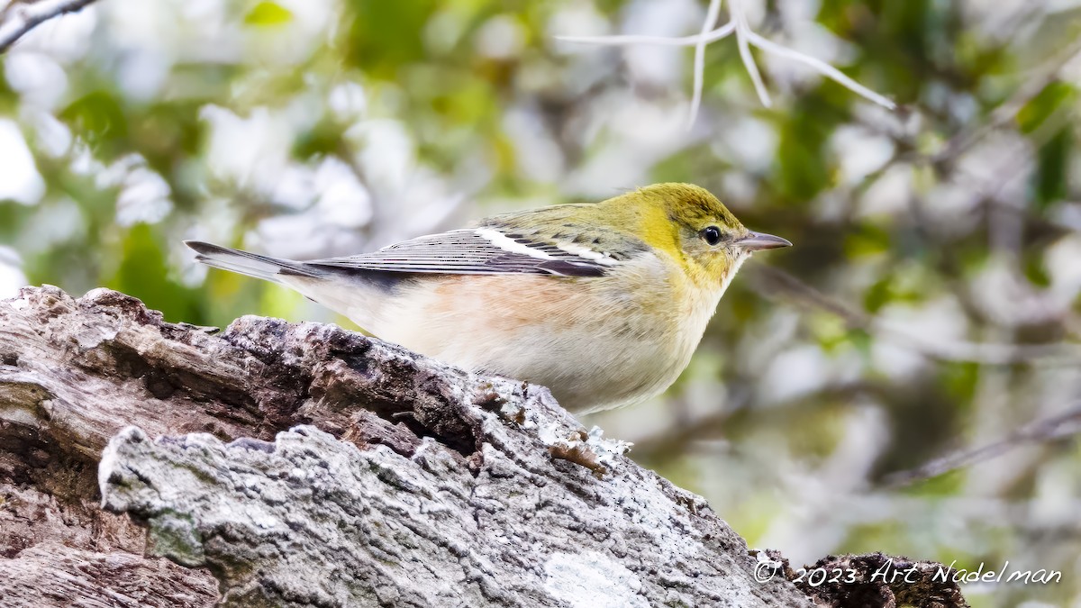 Bay-breasted Warbler - ML610036205