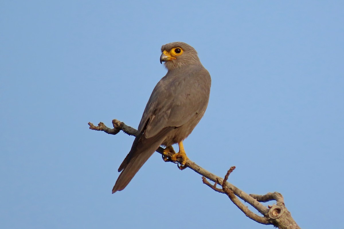 Gray Kestrel - Jörg Hanoldt