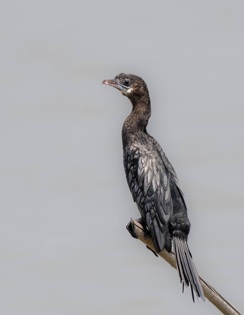 Little Cormorant - ML610036353