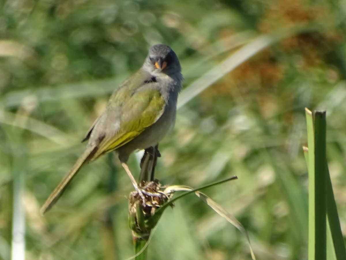 Great Pampa-Finch - ML610036555