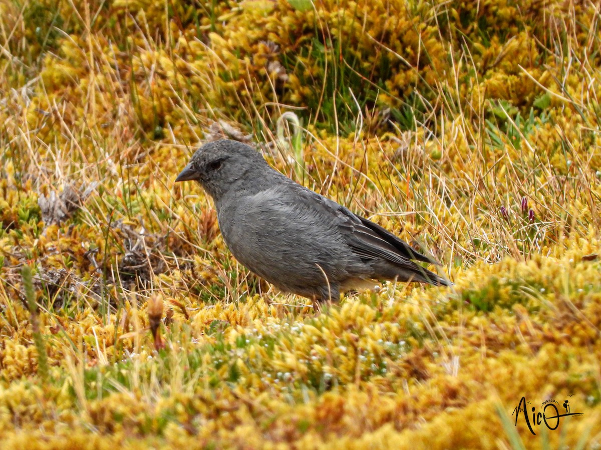 Plumbeous Sierra Finch - ML610036559