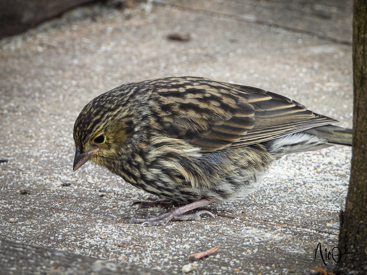 Plumbeous Sierra Finch - ML610036560