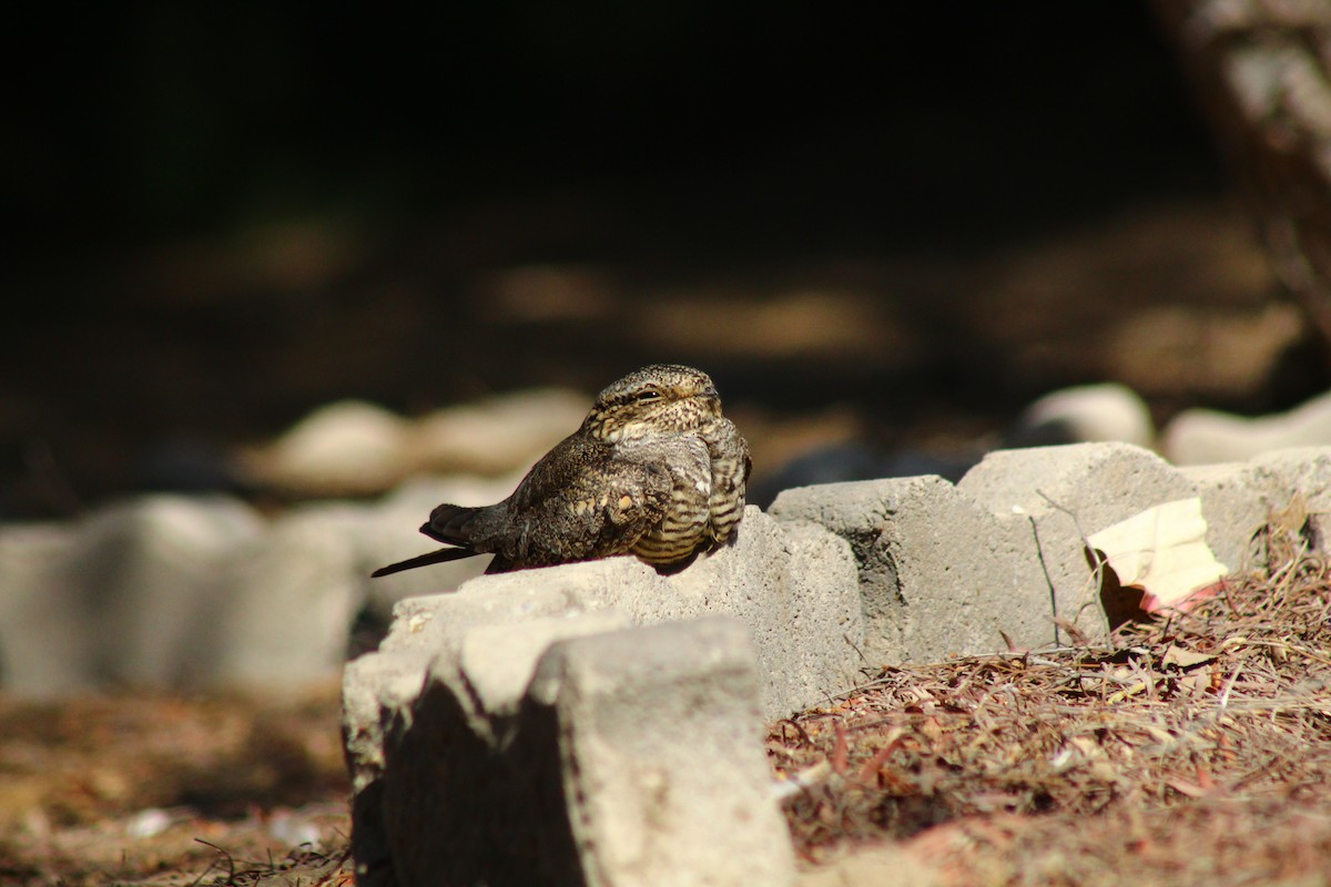 Lesser Nighthawk - ML610036622