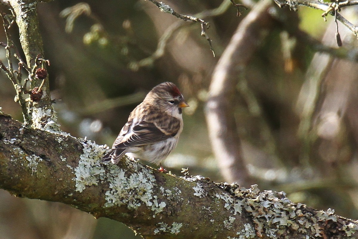 Redpoll (Common) - ML610036669