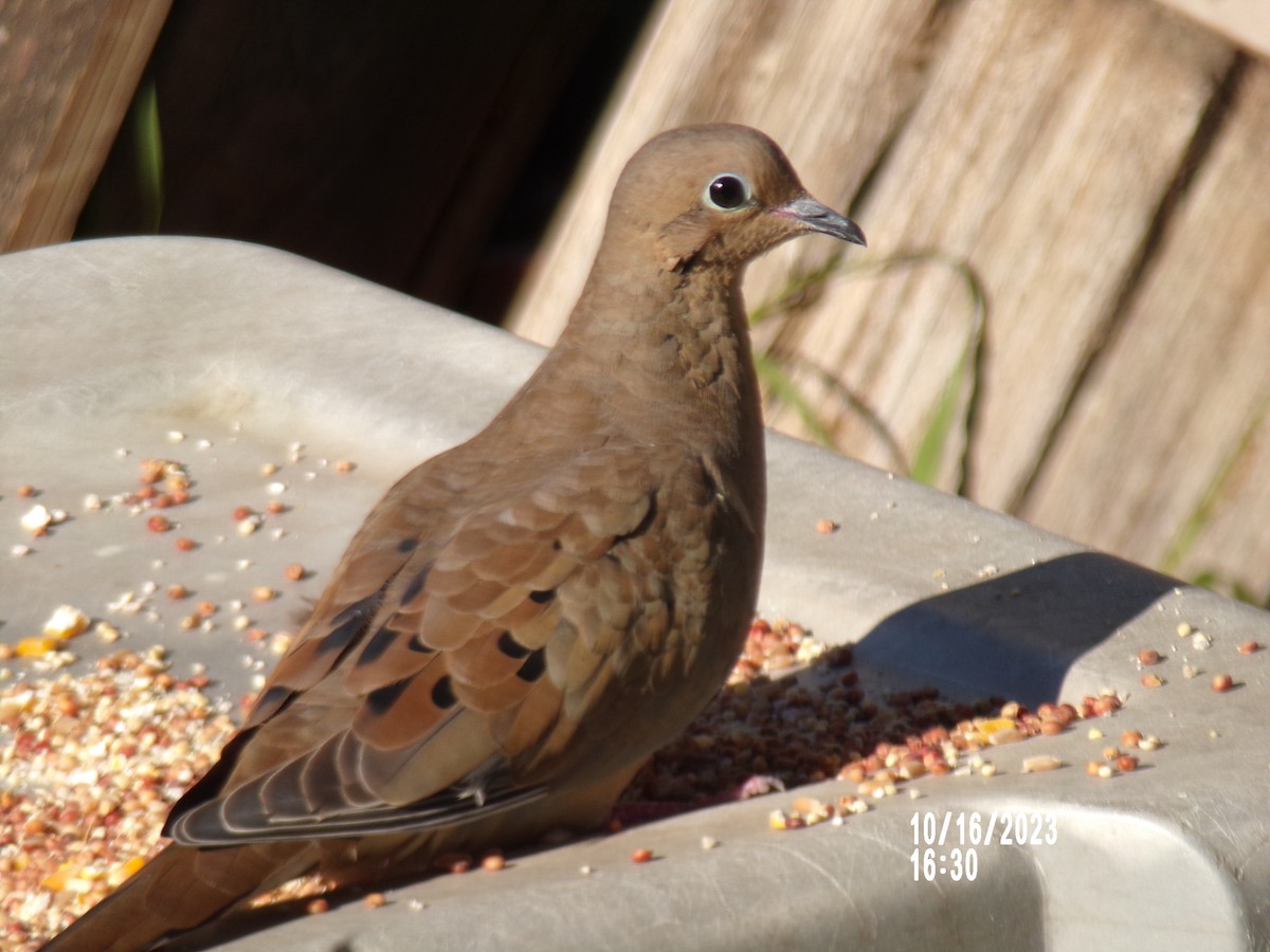 Mourning Dove - Texas Bird Family