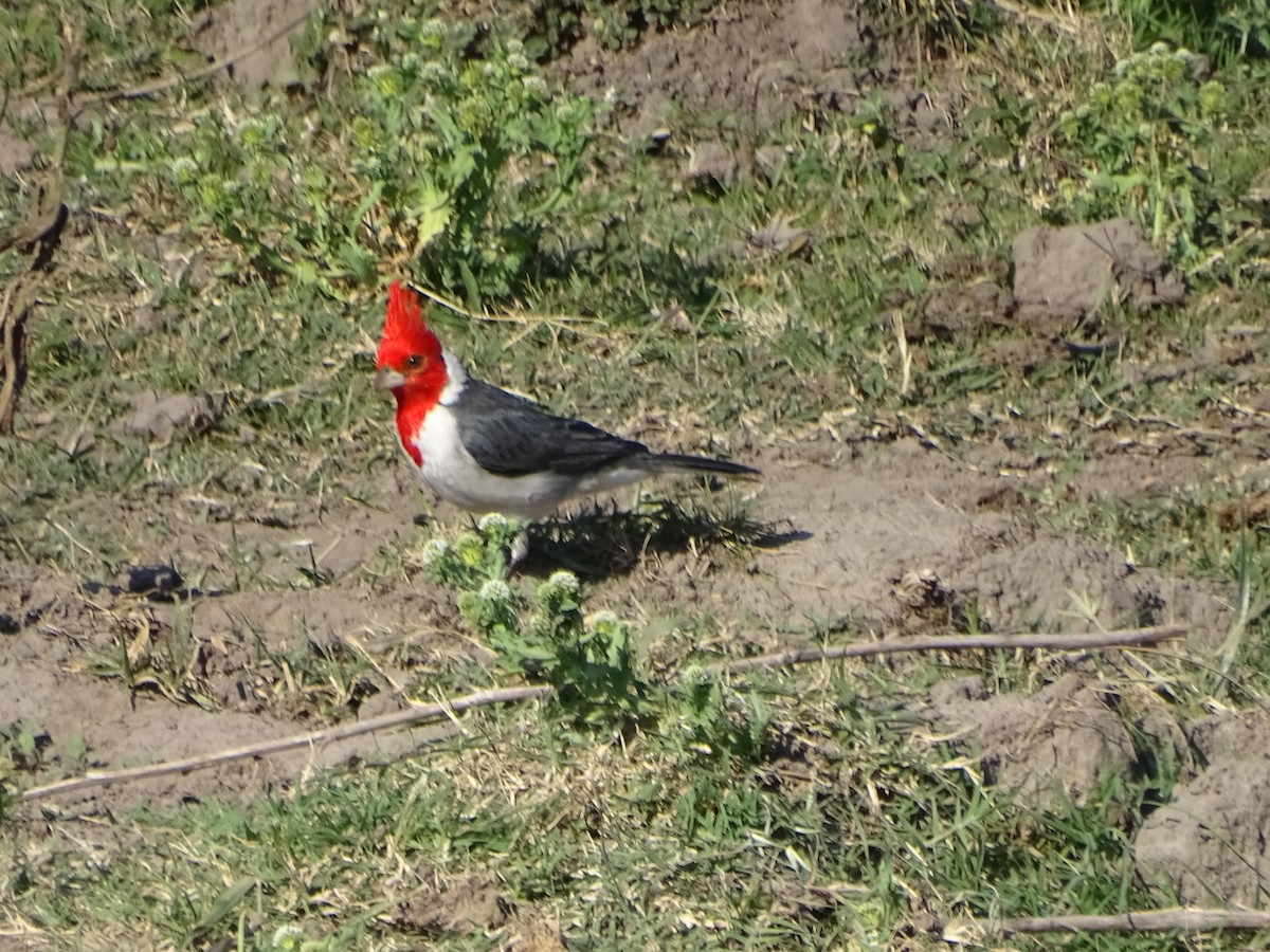 Red-crested Cardinal - ML610036722