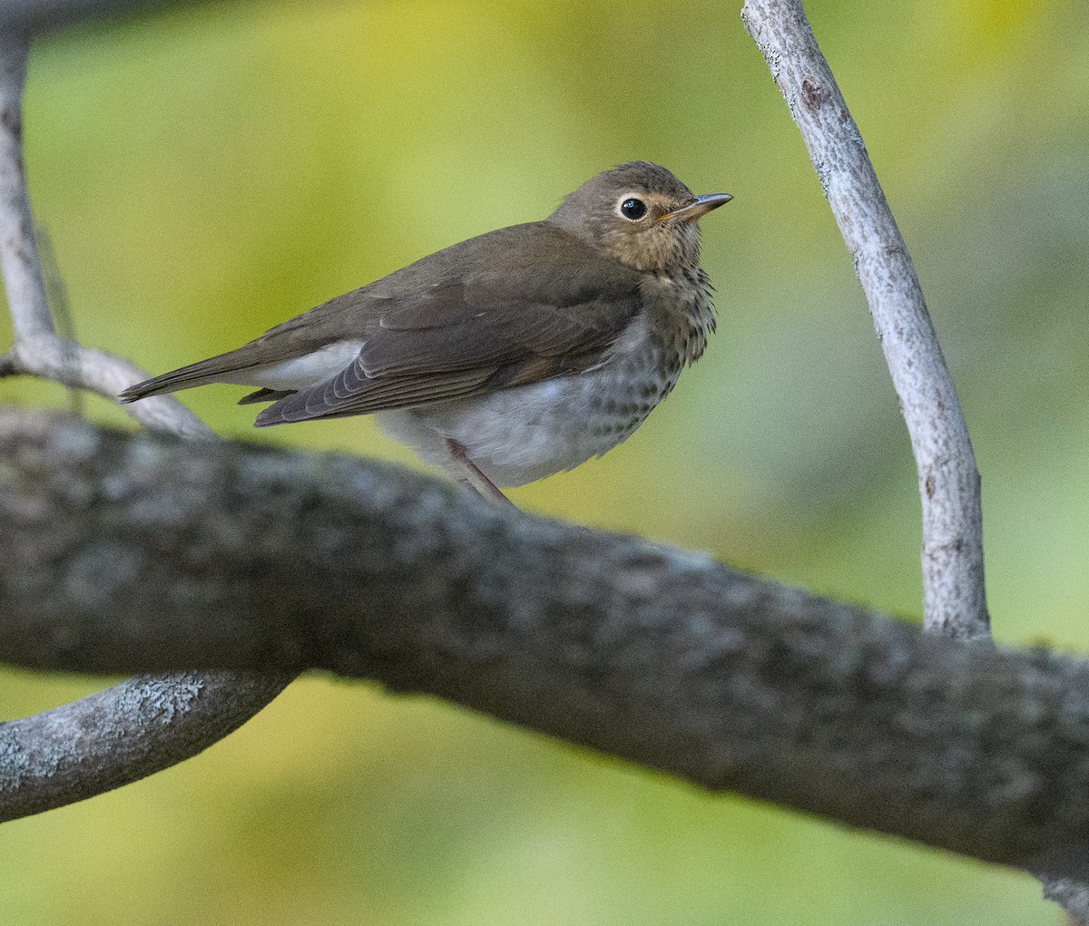 Zwergmusendrossel - ML610036739