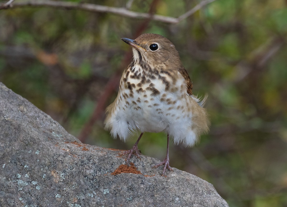 Hermit Thrush - ML610036746