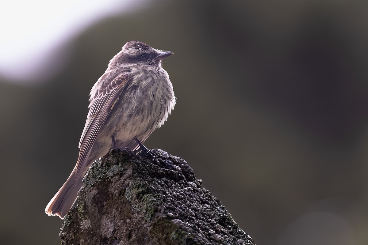 Streaked Flycatcher - ML610036763