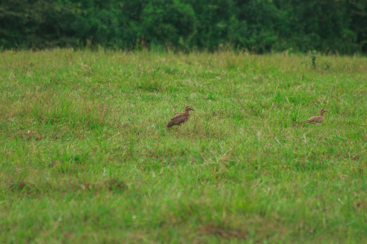 Double-striped Thick-knee - ML610036782