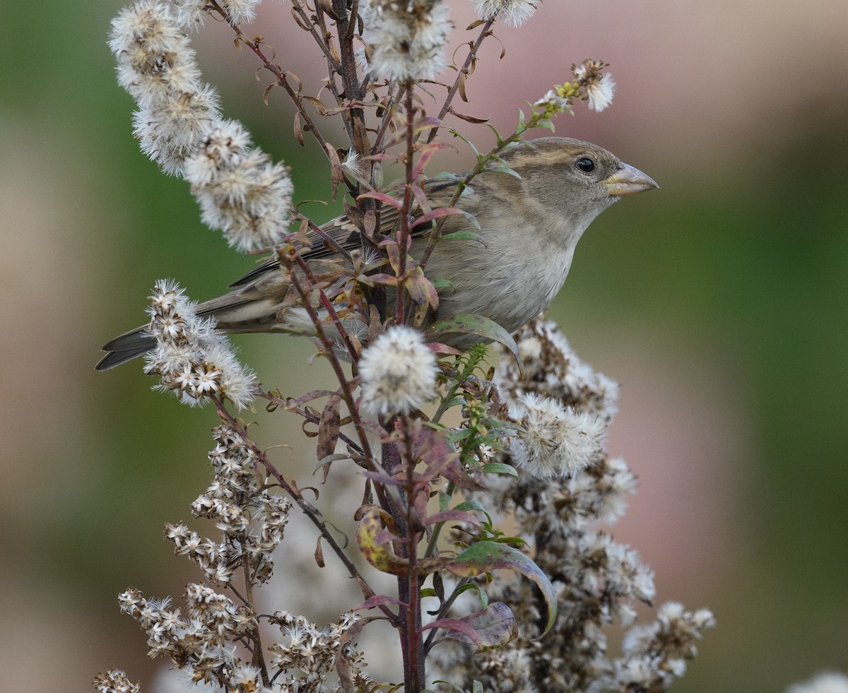 House Sparrow - ML610036835