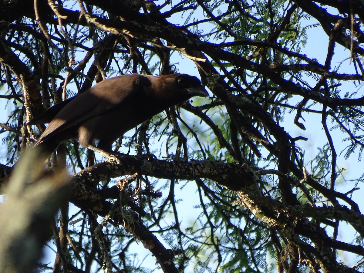 Purplish Jay - ML610036877