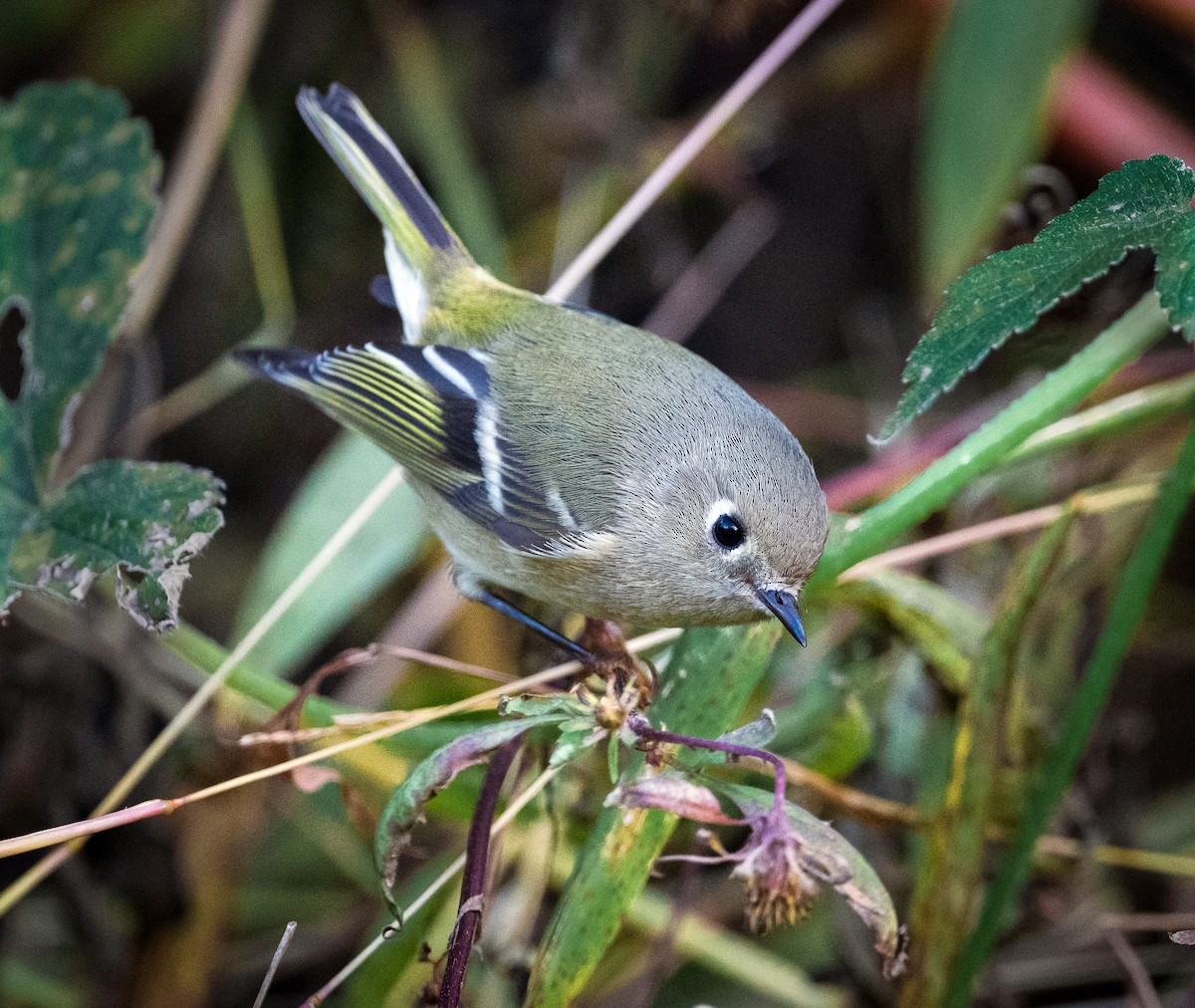 Ruby-crowned Kinglet - ML610036912