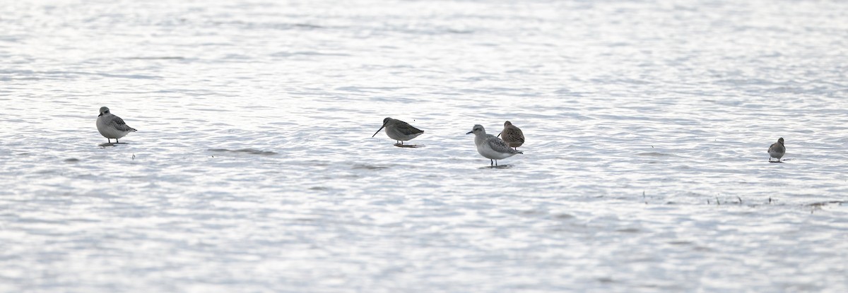 Long-billed Dowitcher - ML610036941