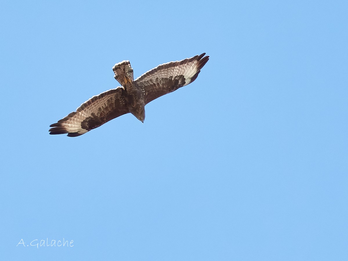 Common Buzzard - ML610036957