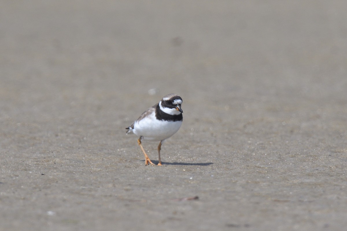 Common Ringed Plover - ML610037002