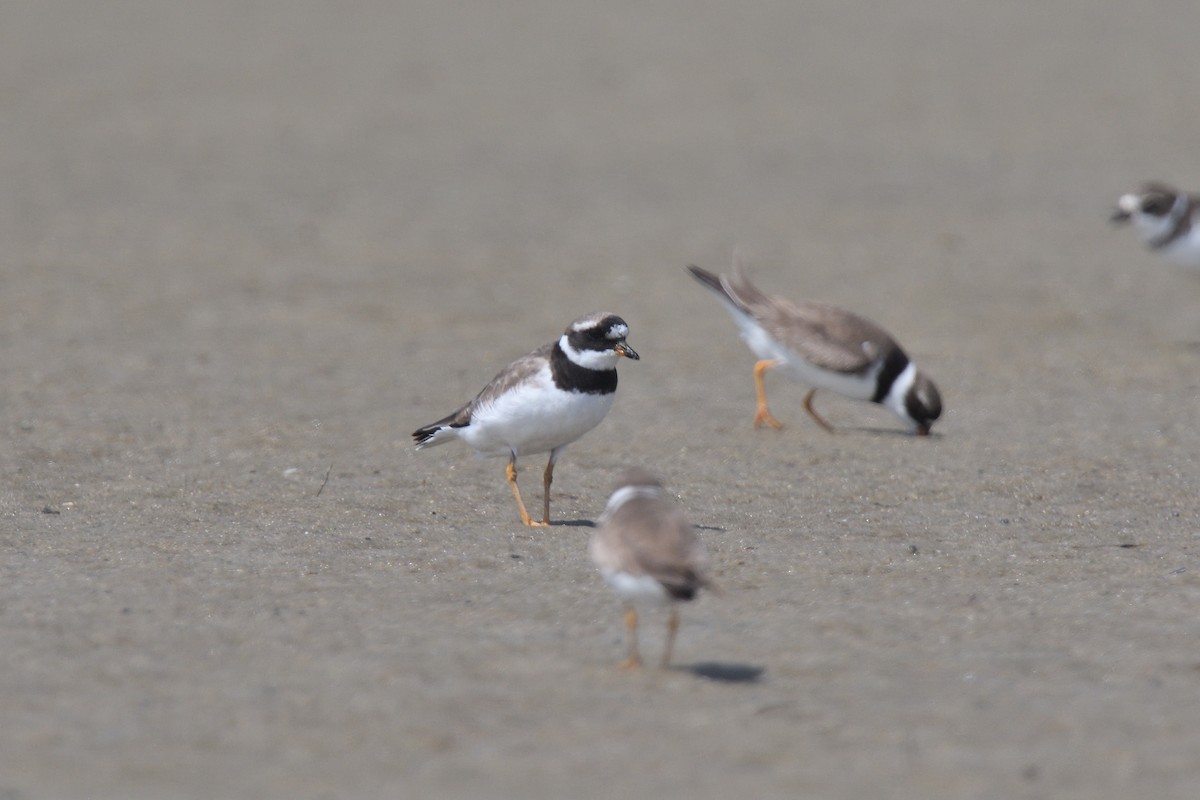 Common Ringed Plover - ML610037003